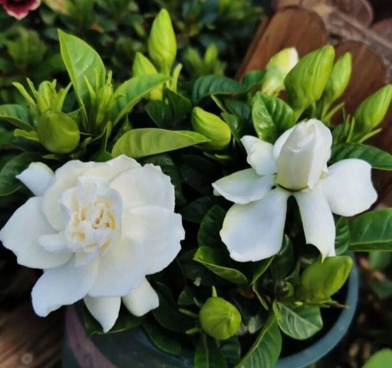 栀子花的花语  栀子(学名:gardenia jasminoides ellis)别名:黄栀子