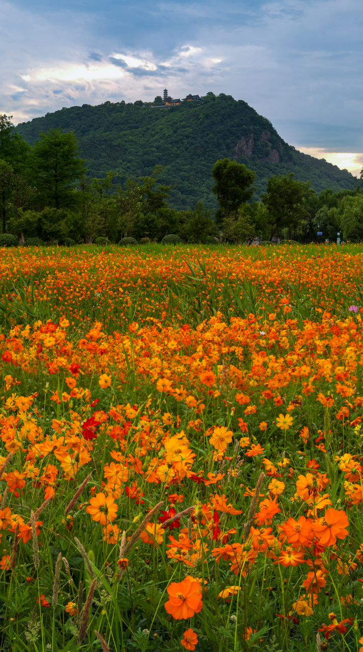 如画山水 风情景宁## 湘湖花海香田