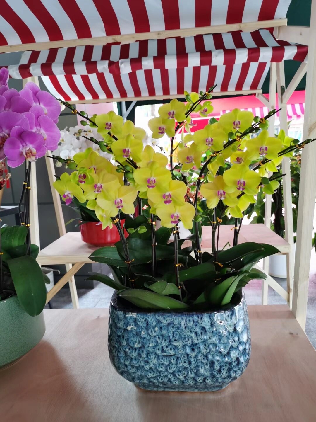 蝴蝶兰 养殖方法和注意事项?分享你的经验