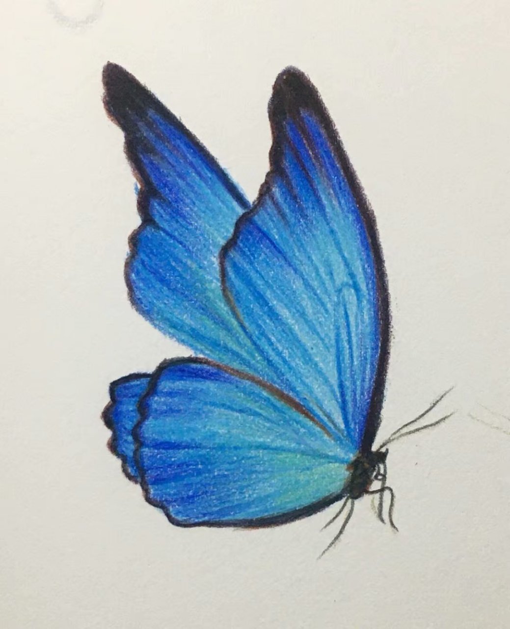 彩铅画简单又好看的蓝色蝴蝶03,含过程图哦 视频教程在前面的笔记