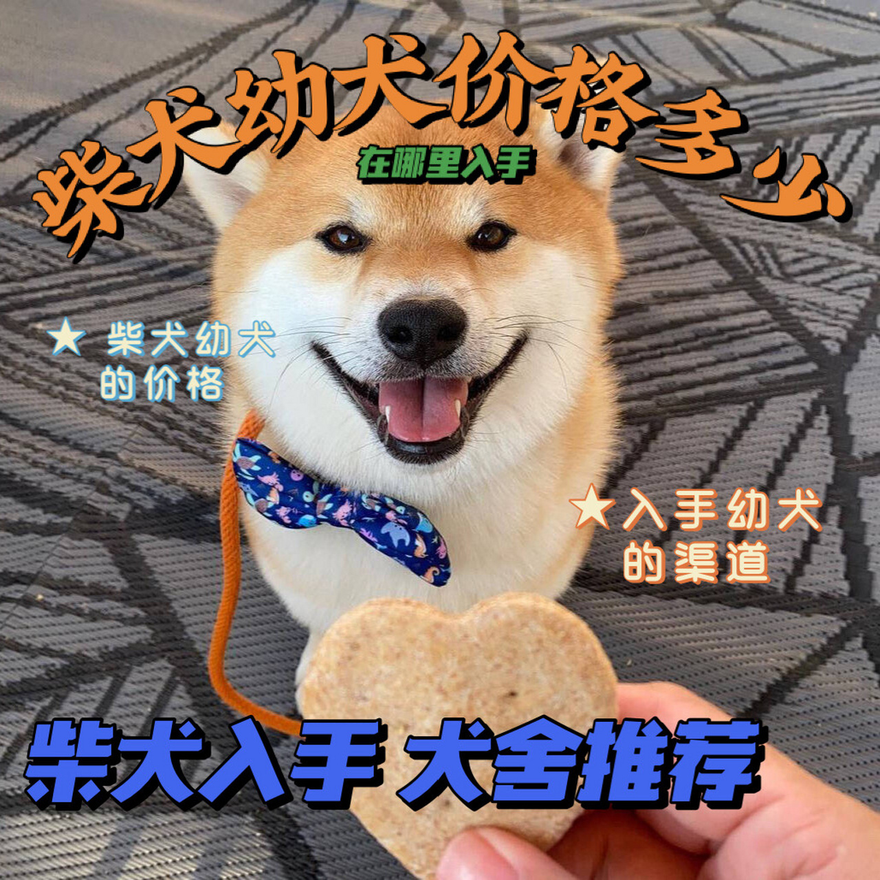 柴犬幼犬价格多少钱一只?