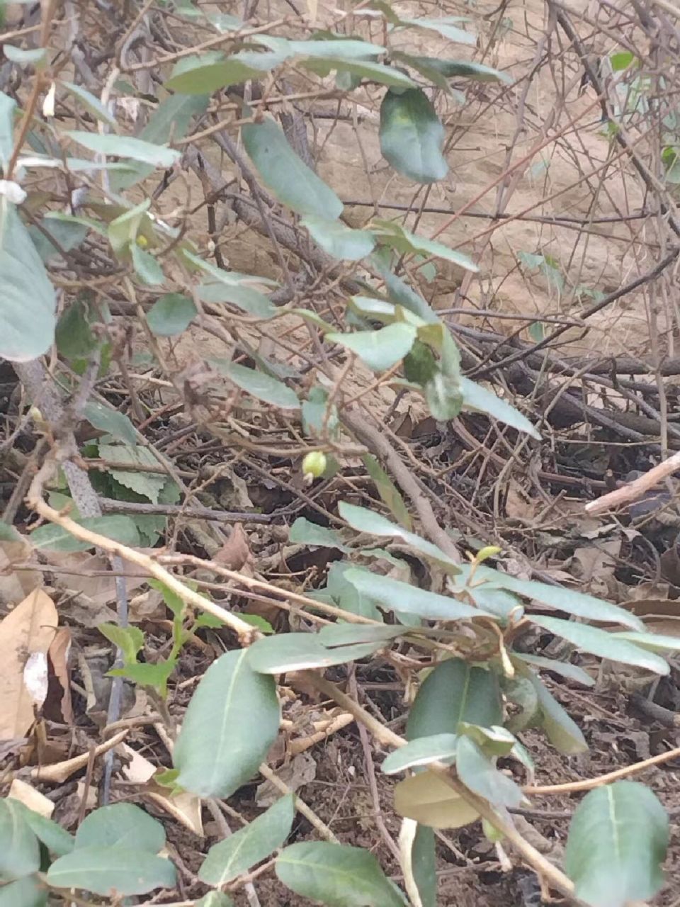 中药科普羊奶果  羊奶果羊奶果具有 美容养颜,活血止痛,止咳平喘的