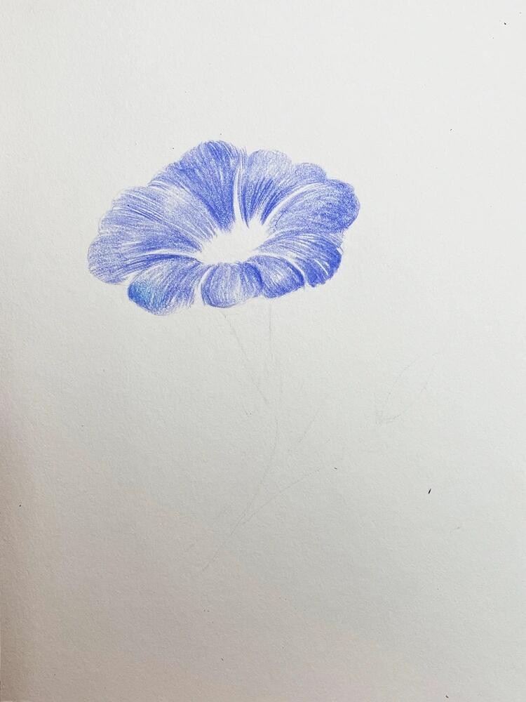 彩铅花卉|详细彩铅花朵牵牛花图文教程