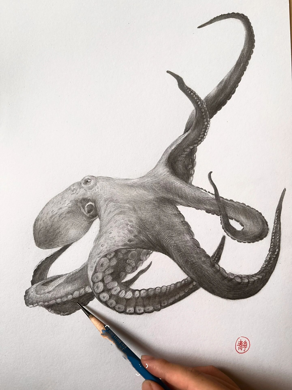 素描动物 章鱼.步骤图