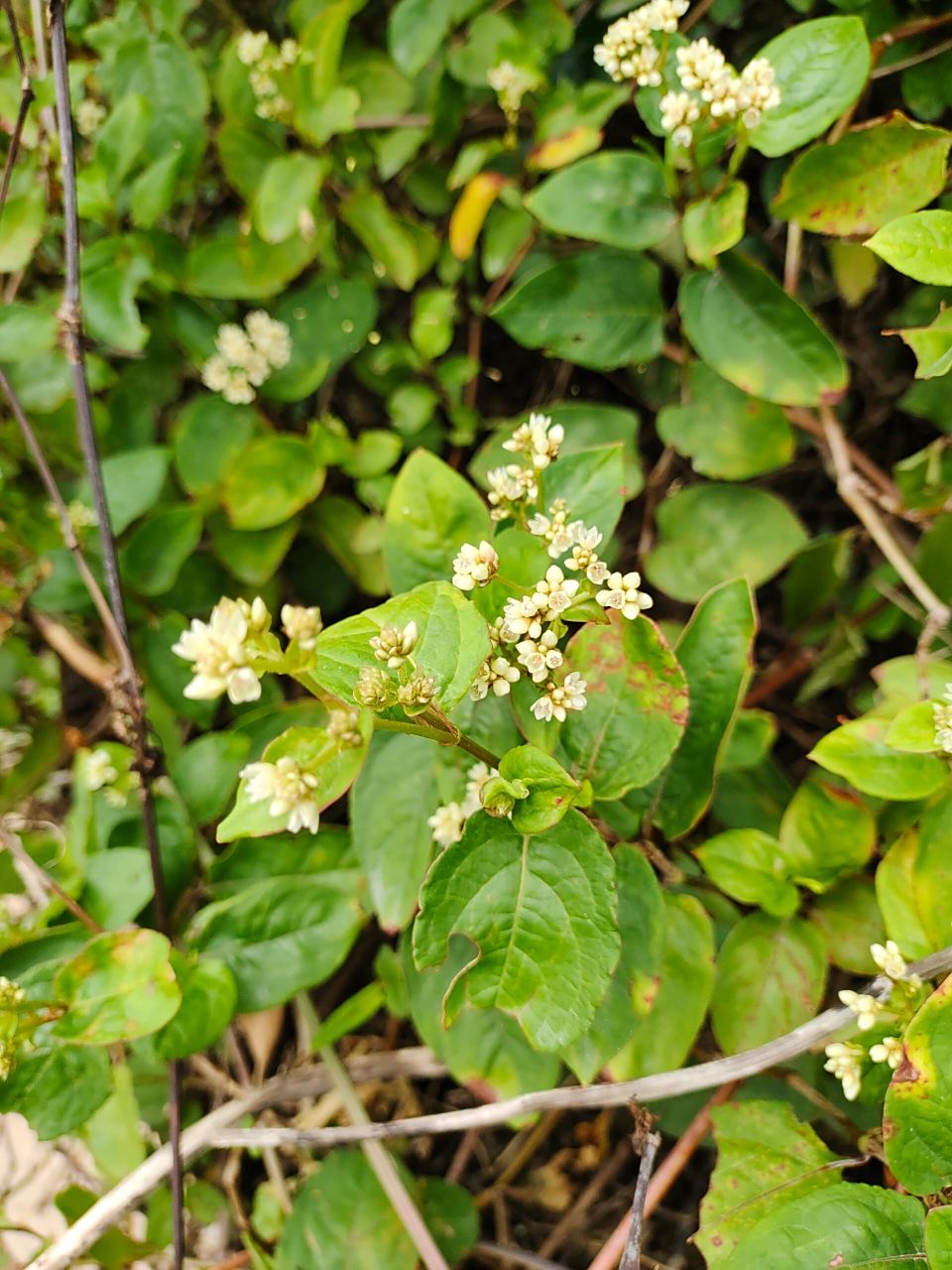 [107]每天认识一种植物—火炭母 91别名:赤地利,为炭星,白饭草 91