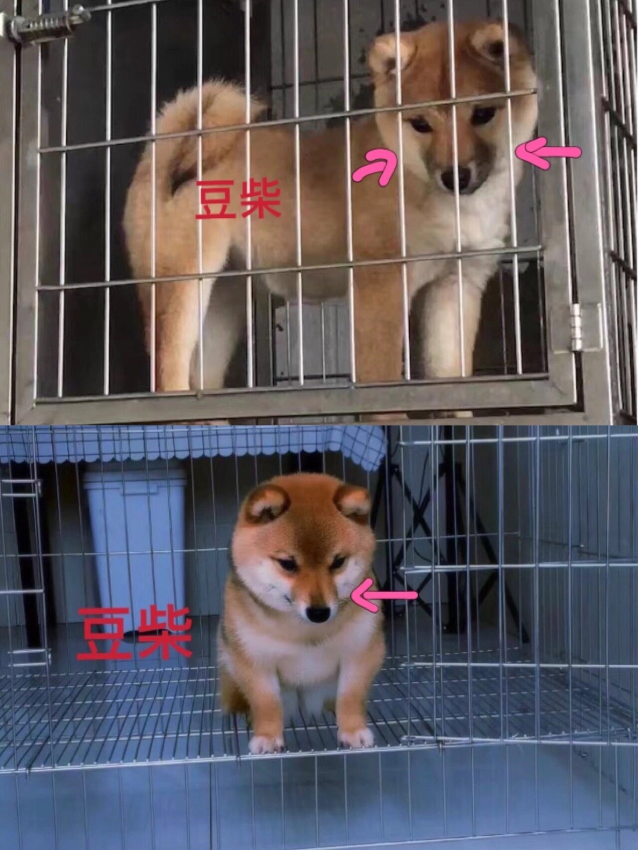 教大家分辨豆柴和标准柴犬区别