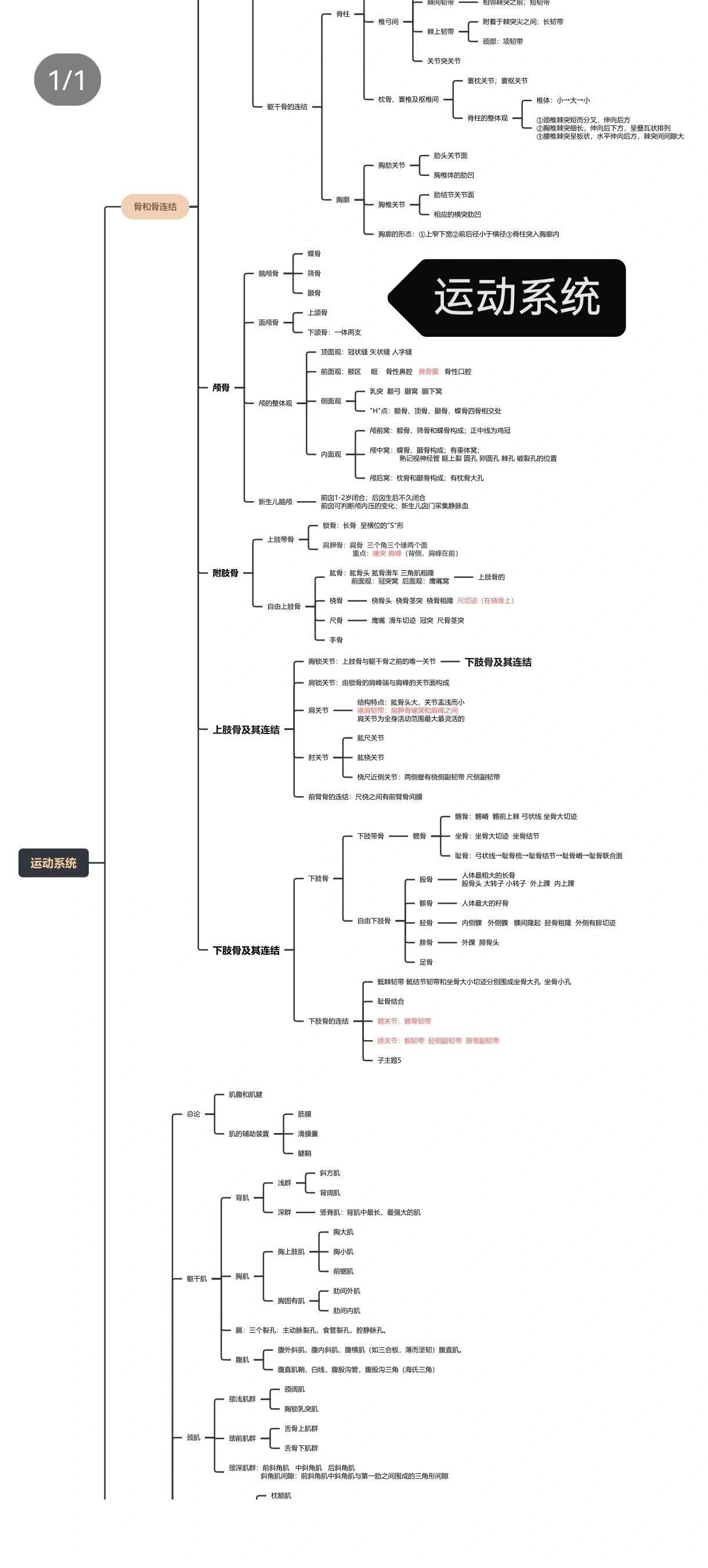 解剖课作业:运动系统思维导图