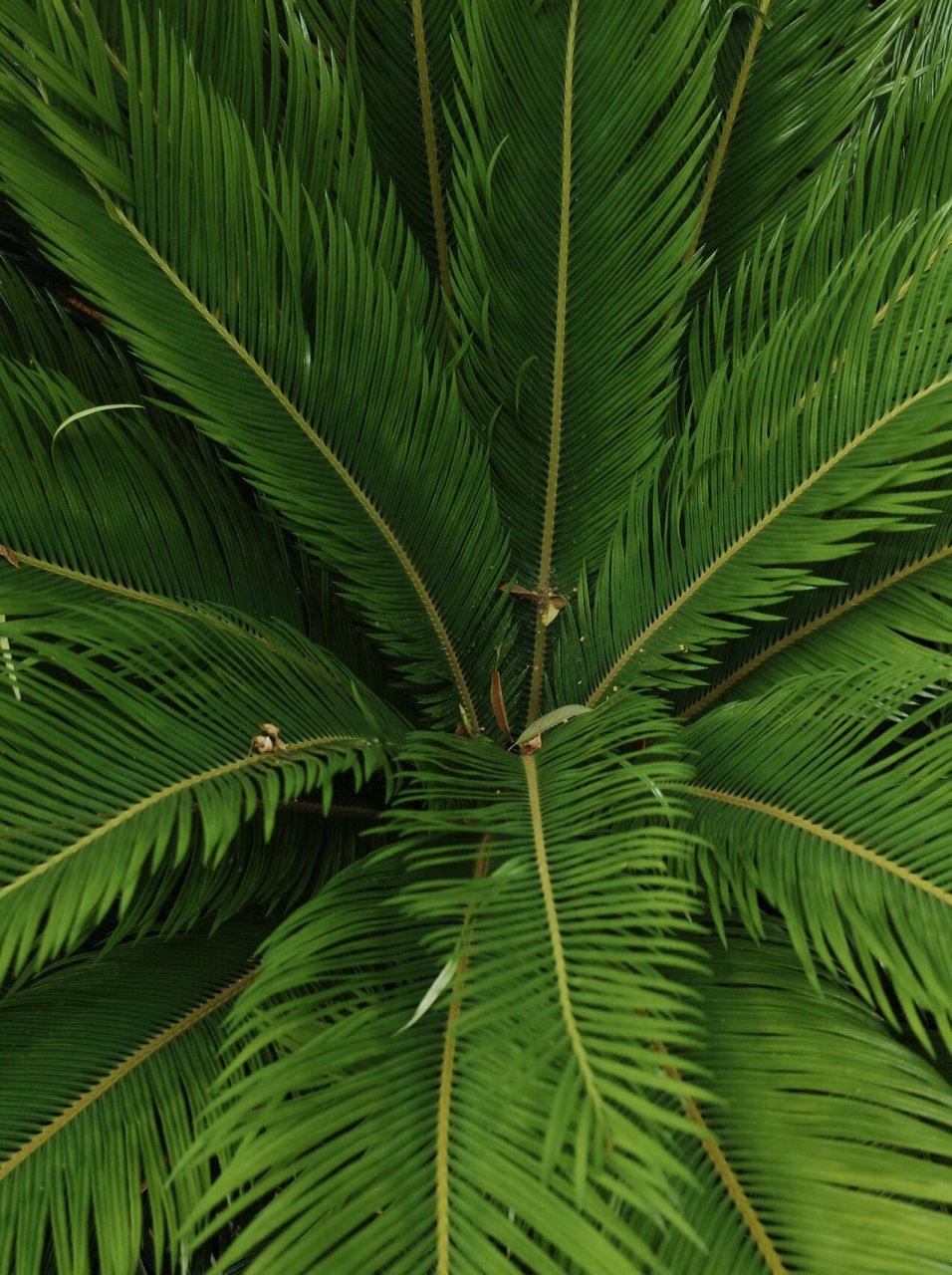 园林植物|只能原片直出了… 苏铁「cycas revoluta」 家族:苏铁科
