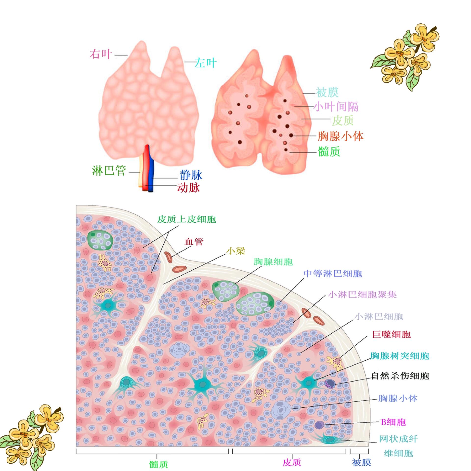 一张图记住淋巴系统重要解剖