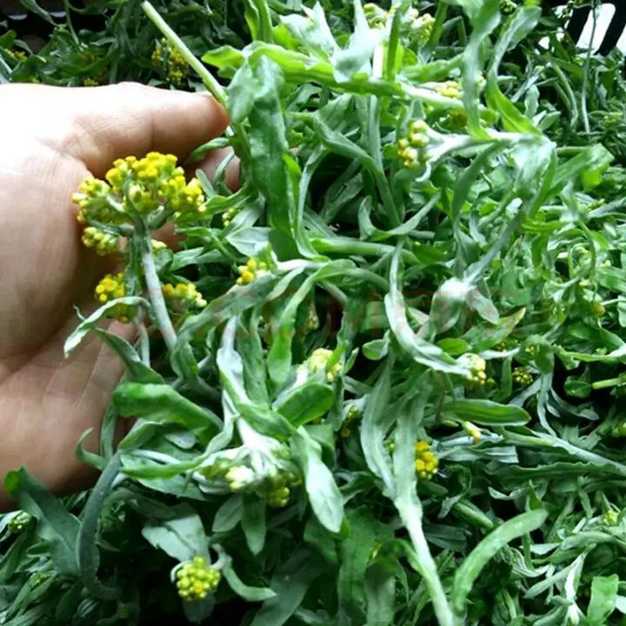 福建闽东地区野草做成香喷喷的糍粑 鼠菊草也叫做秋菊还有其他别名 茎