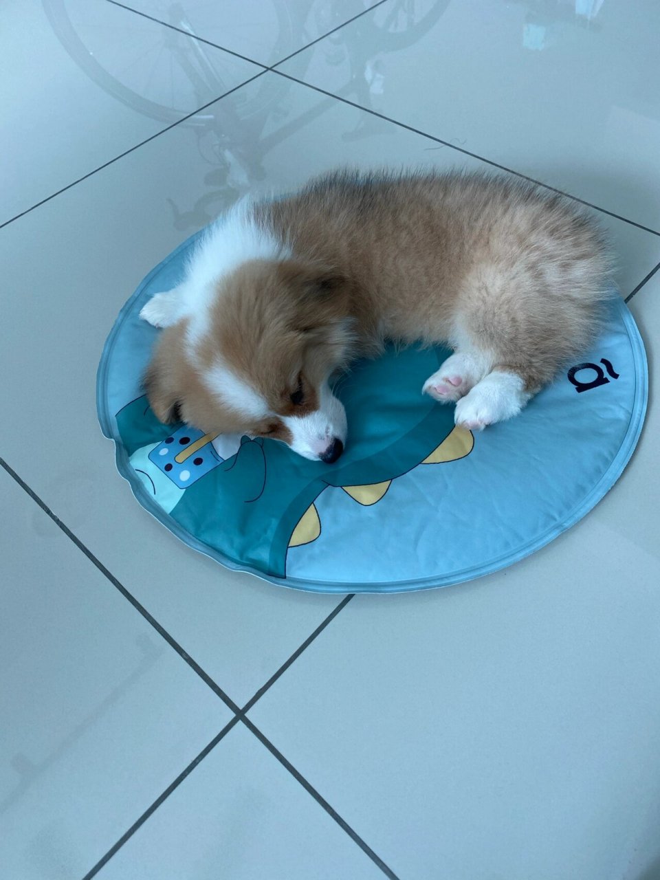 柯基幼犬到家一个月了 柯基宝宝到家一个月了 这一个月了,老母亲真的