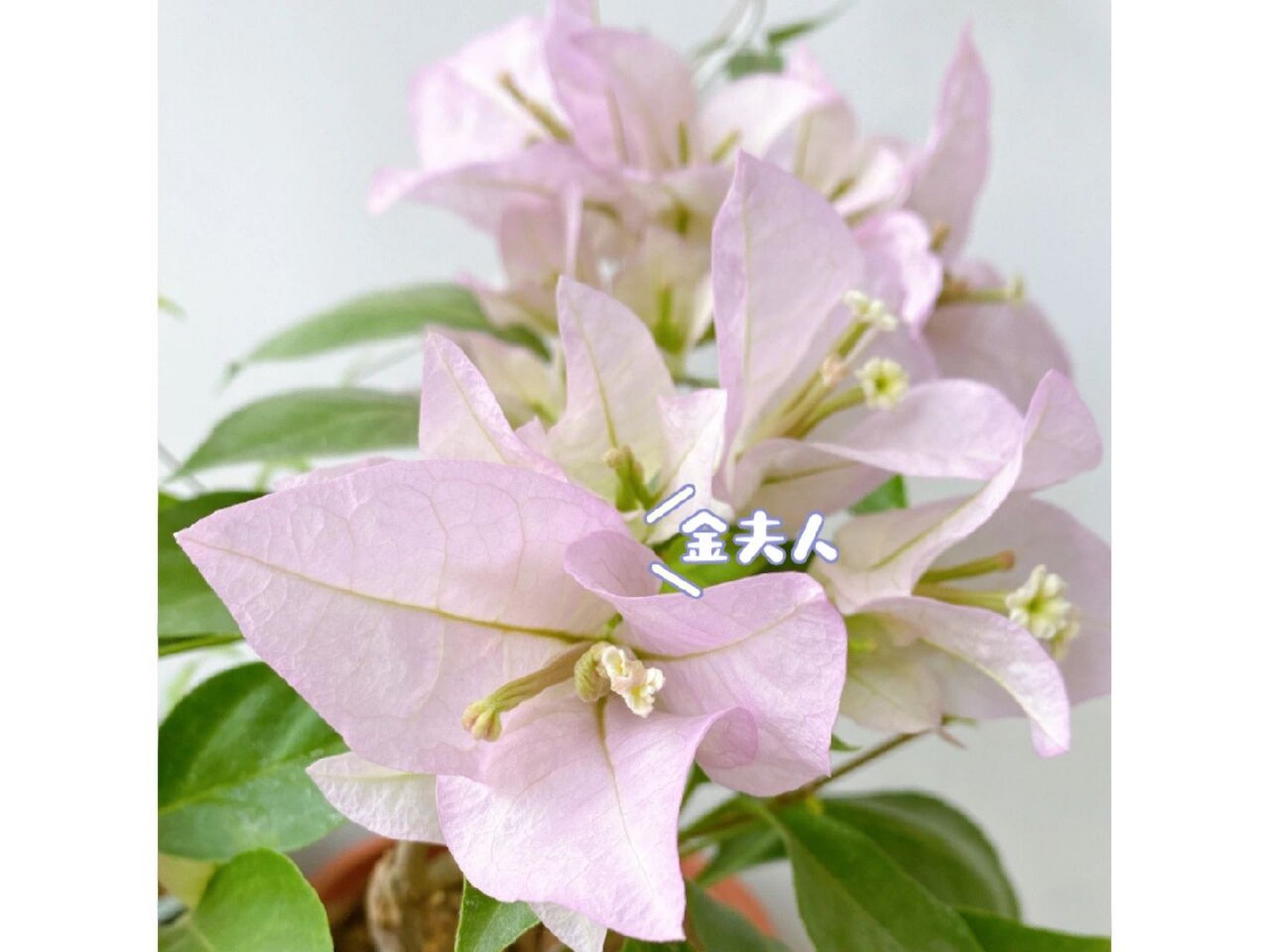 三角梅粉天使金夫人新加坡大宫粉对比 谁赢了 一眼就能看出来了