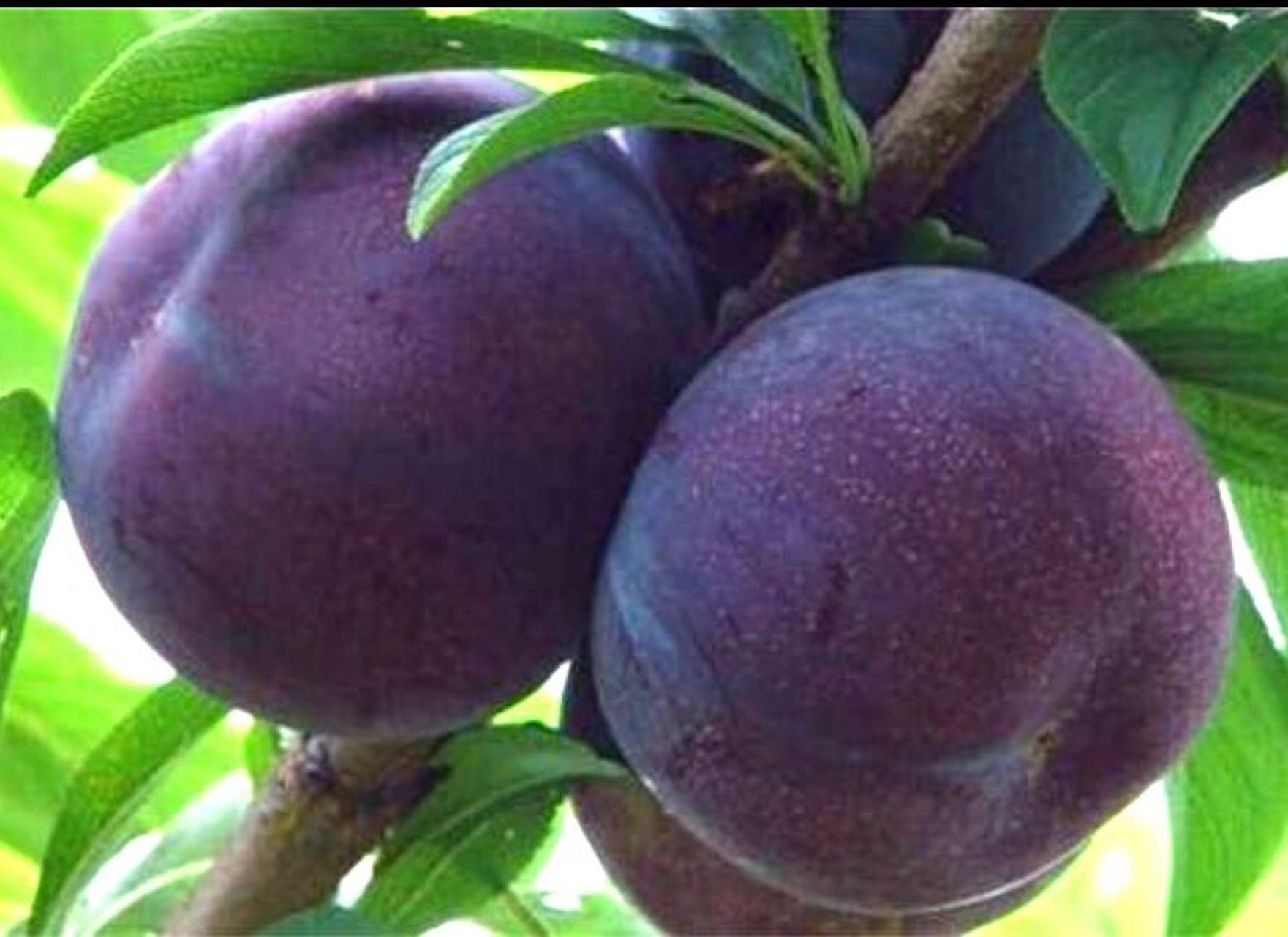 自做黑霸李子罐头 今年天气极端,温度低,雨水大,昼夜温差小,影响李子