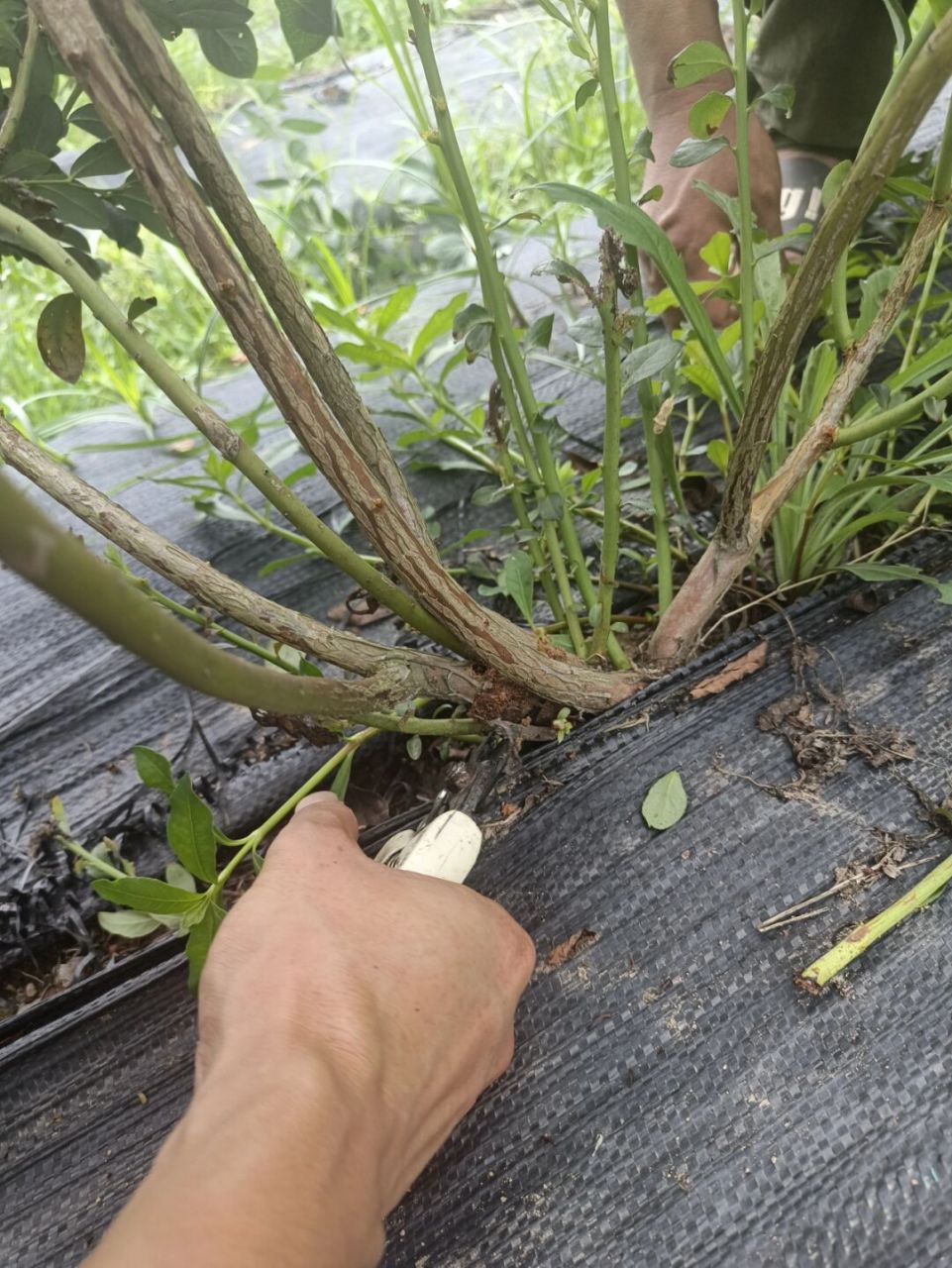 蓝莓主要修剪方式 你的蓝莓完成修剪了吗⁉️ 修剪需要根据树势