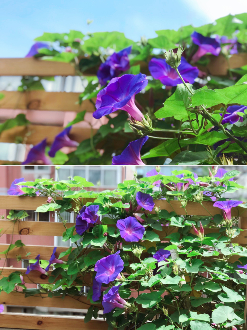 这个是多年生爬藤宿根牵牛花,和小时候那种每年用黑色小种子种的惨换