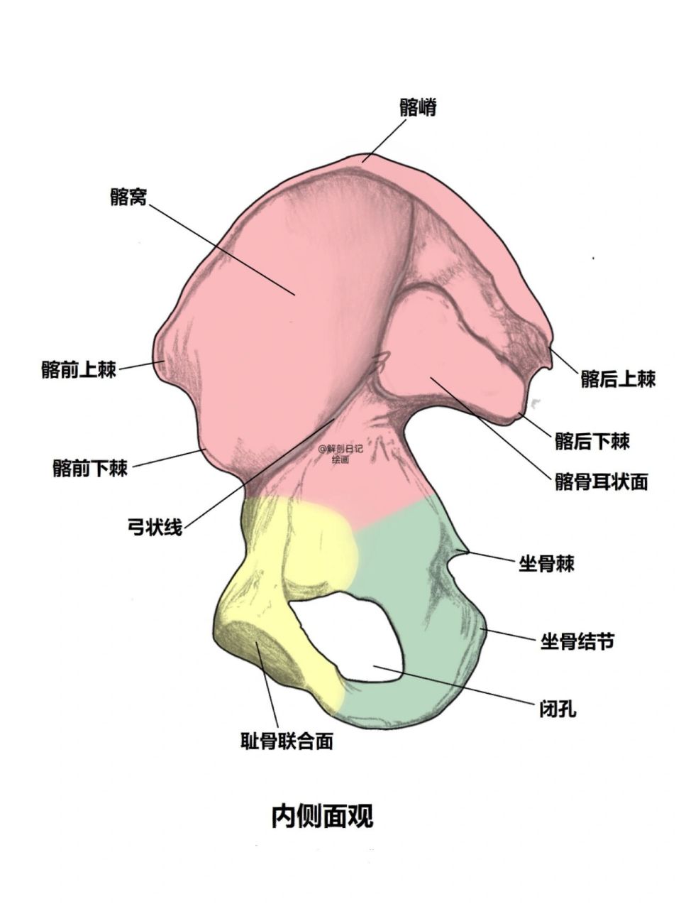 骨骼日记之髋骨  简介: 髋骨为不规则骨,由髂骨,耻骨与坐骨组成,三骨