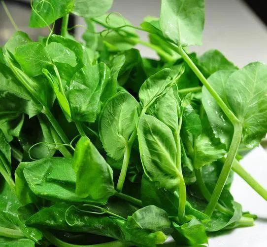 在这生机勃勃的季节里,各种新鲜蔬菜如雨后春笋般涌现,为我们的餐桌