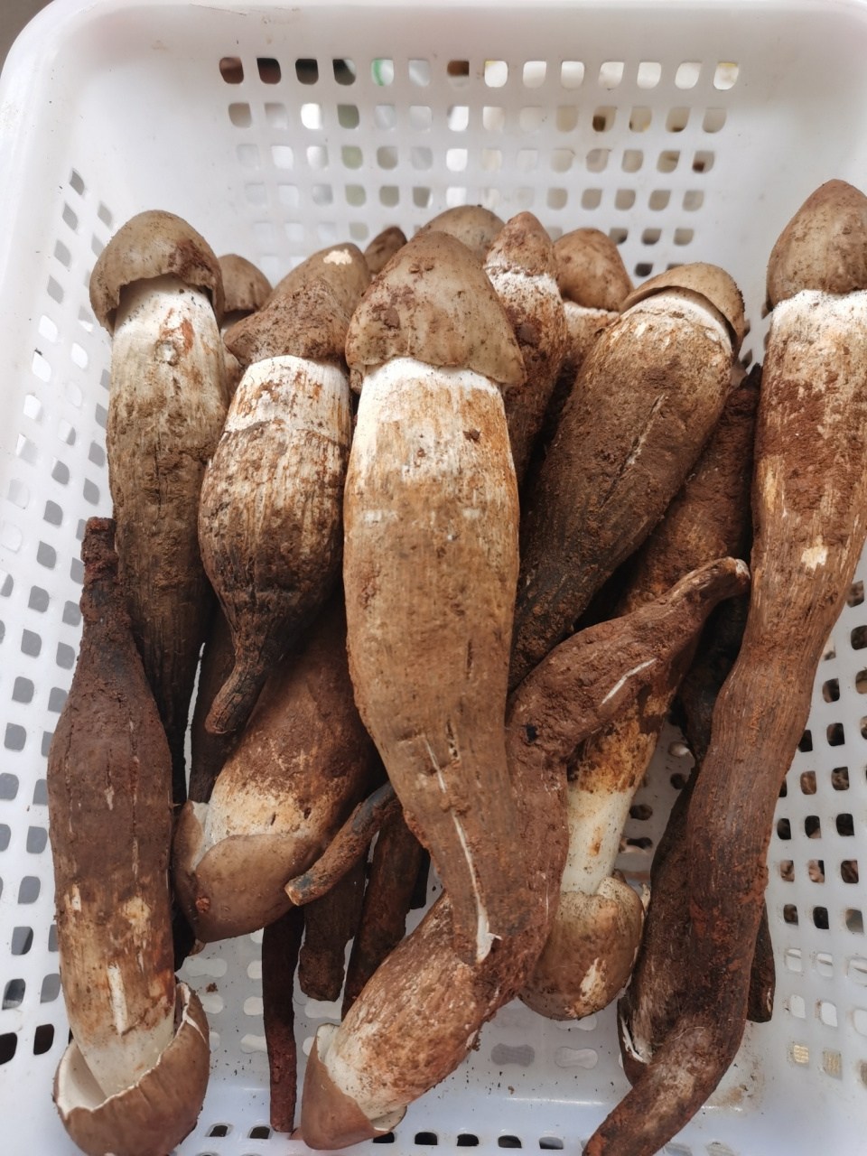 云南鸡枞菌7575 9399这样的极品鸡枞,不管是用青辣椒素炒还是