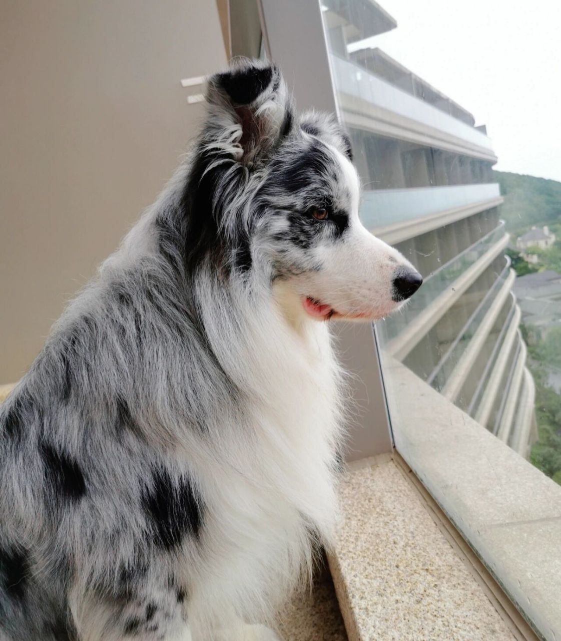 陨石边牧的超帅侧颜 胖丁侧颜&认真的眼神超级帅!