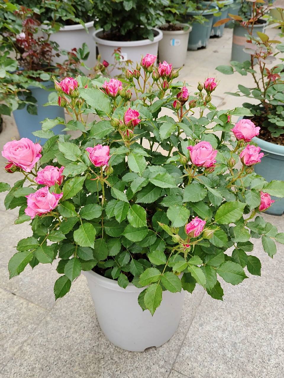 月季测评之 海神王阳台 阳台系列又一优秀品种,大花微月,温柔的粉色随