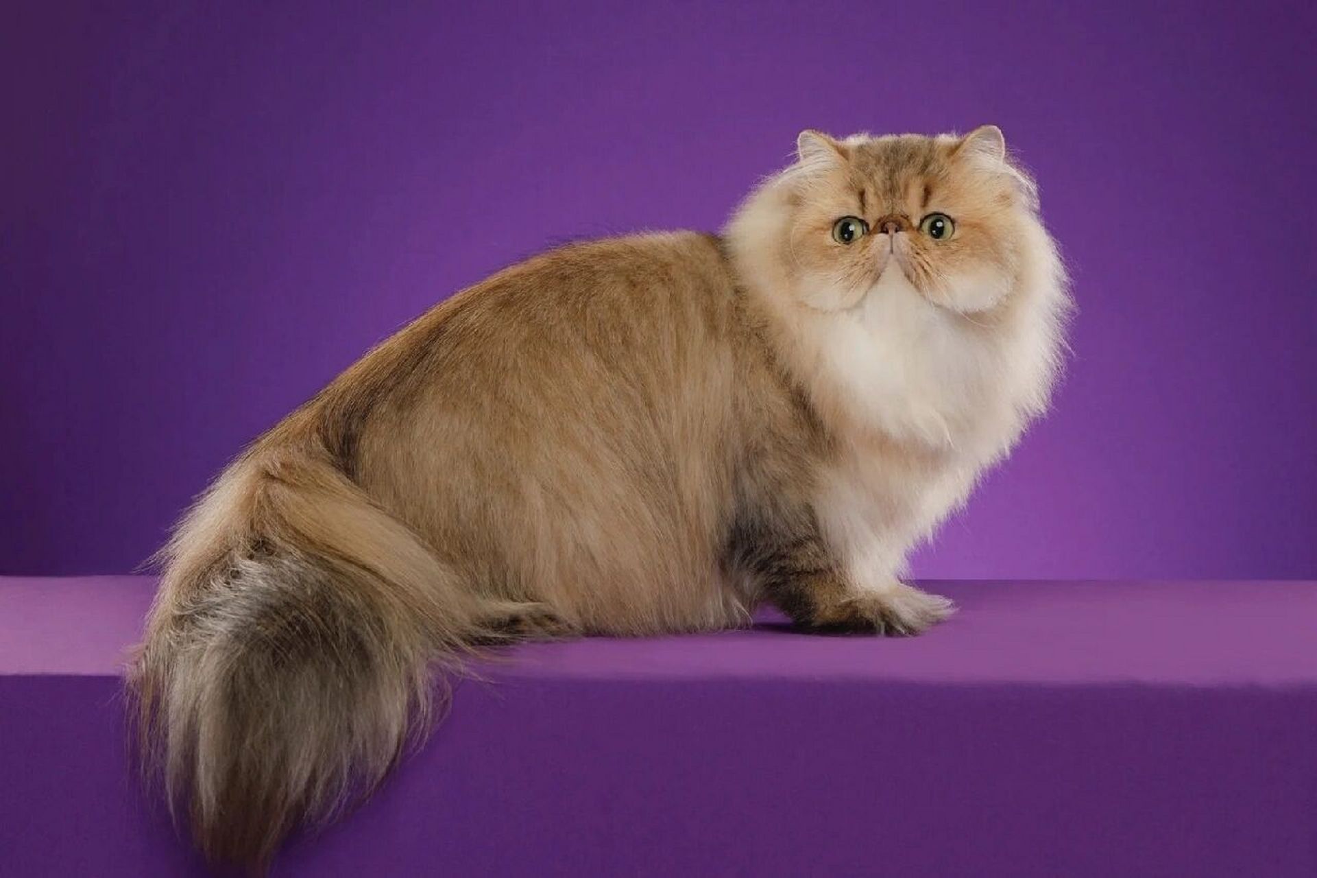每日一猫|波斯猫 🌸波斯猫(persian cat)是以阿富汗的土种长毛猫和