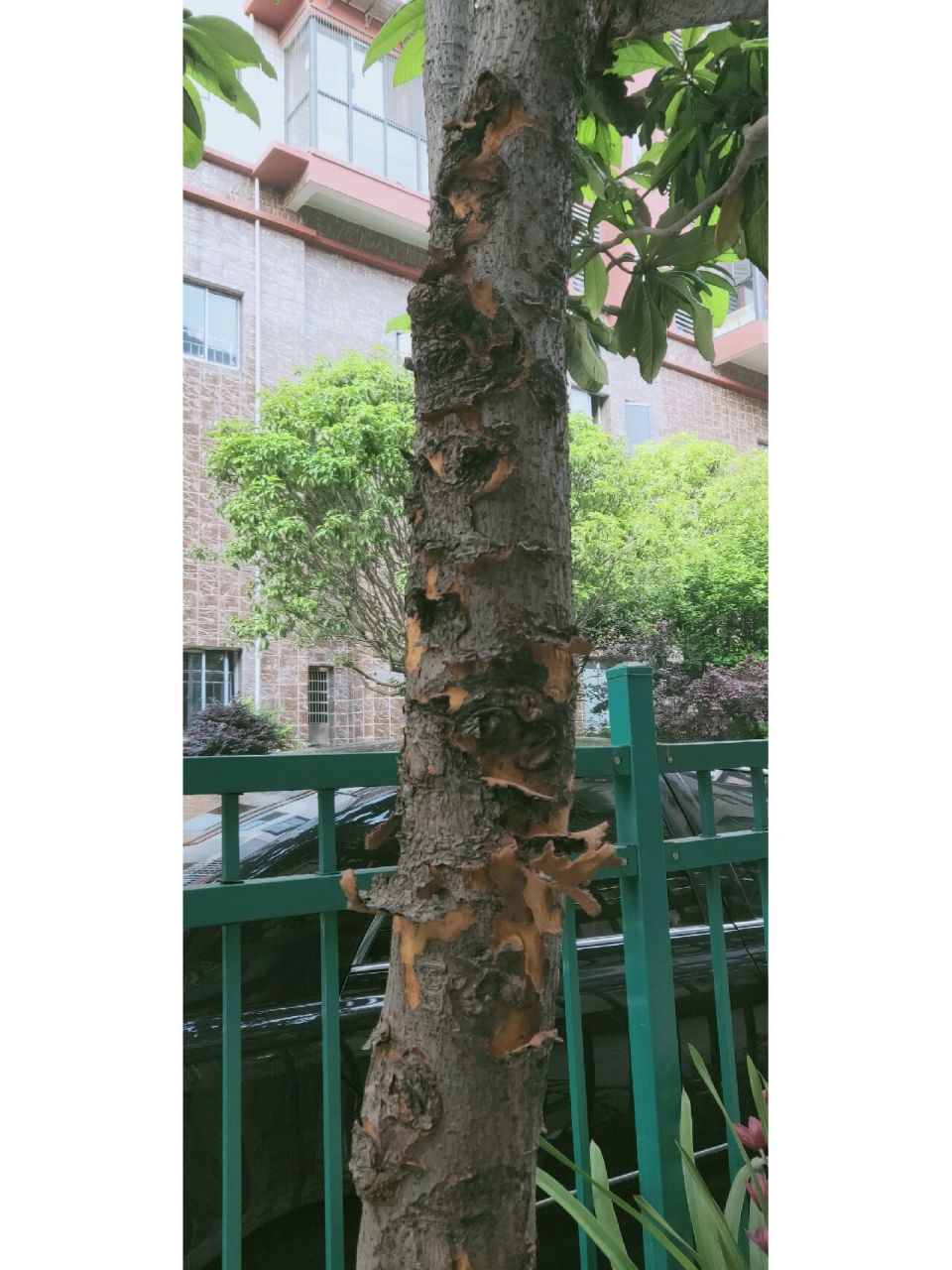 我们家的枇杷树为何脱皮了?