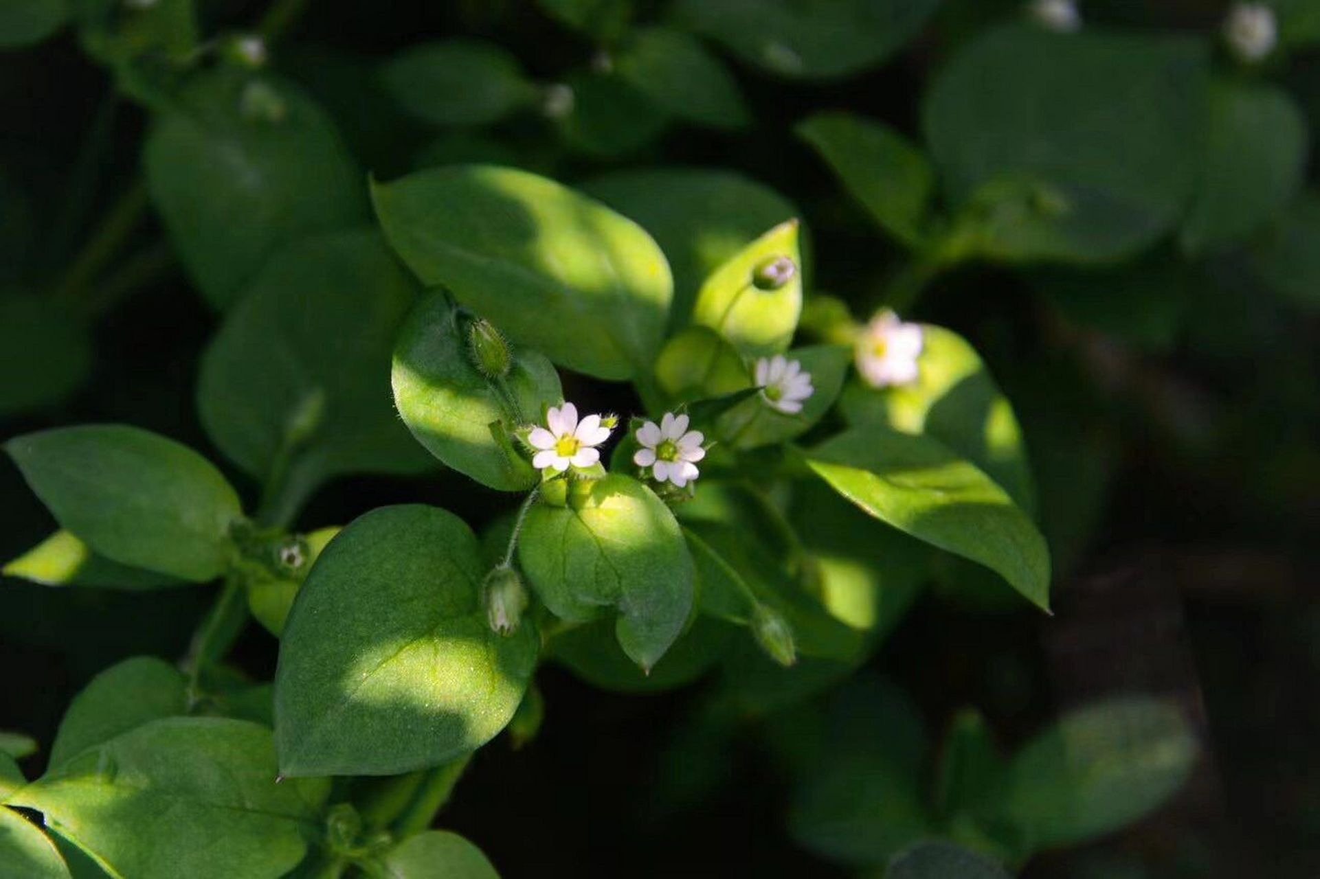 带孩子认识99种植物 『繁缕』  2-3月之间  早春的一些开阔地上,常有