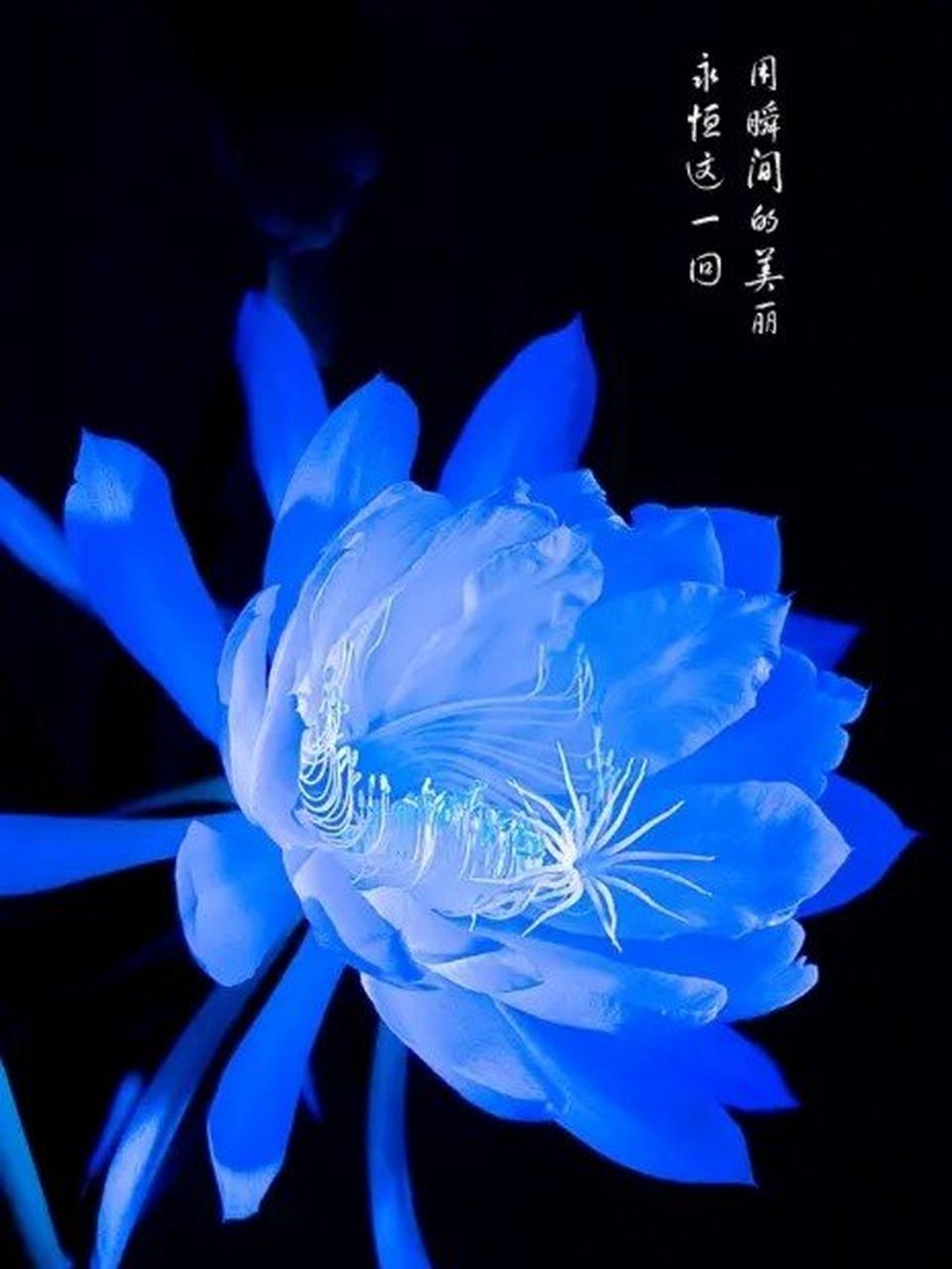 各种昙花图片图片