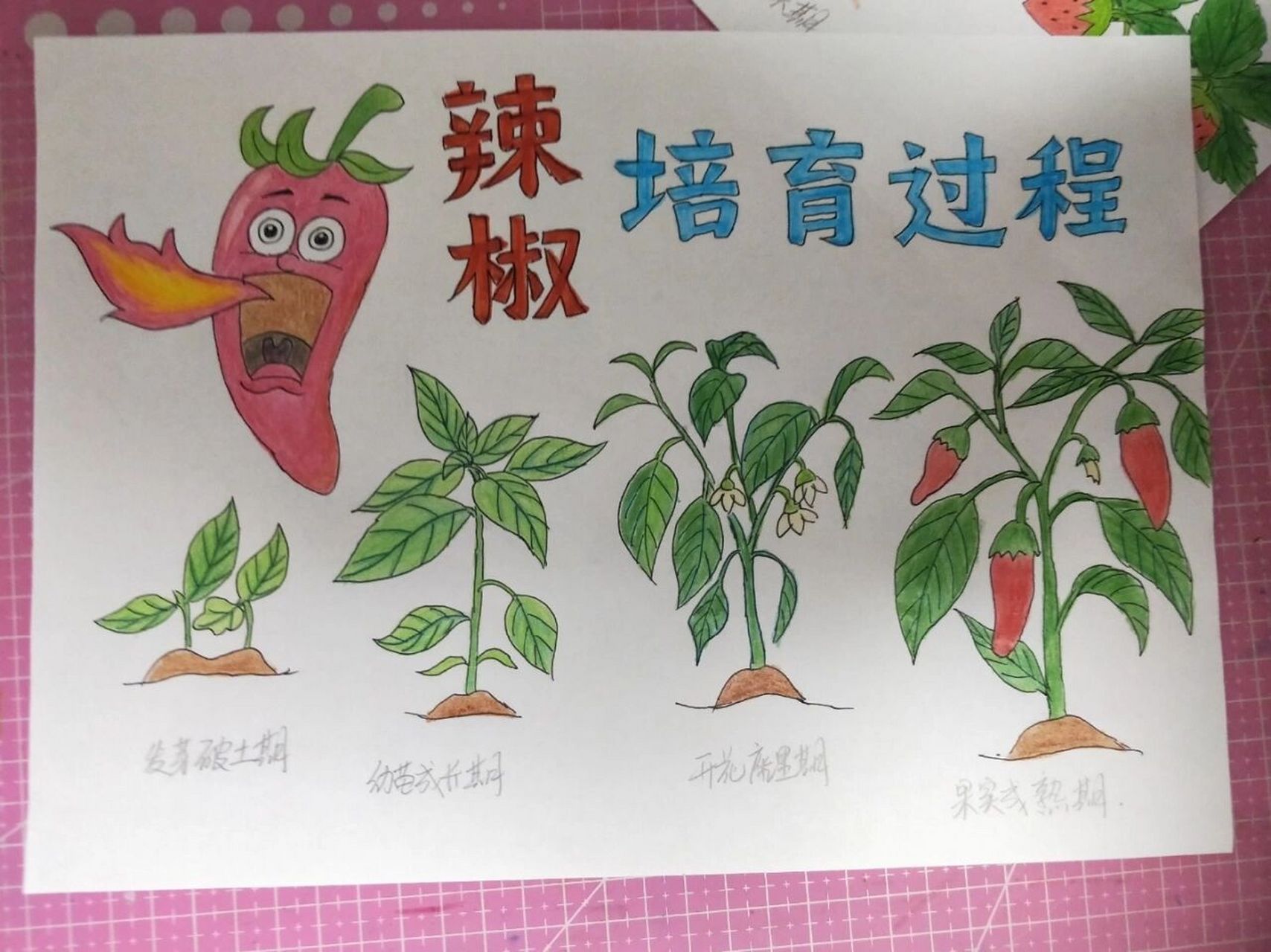 辣椒生长过手绘图片 #手抄报# #辣椒# #图片分享# #手绘# #灵魂画手