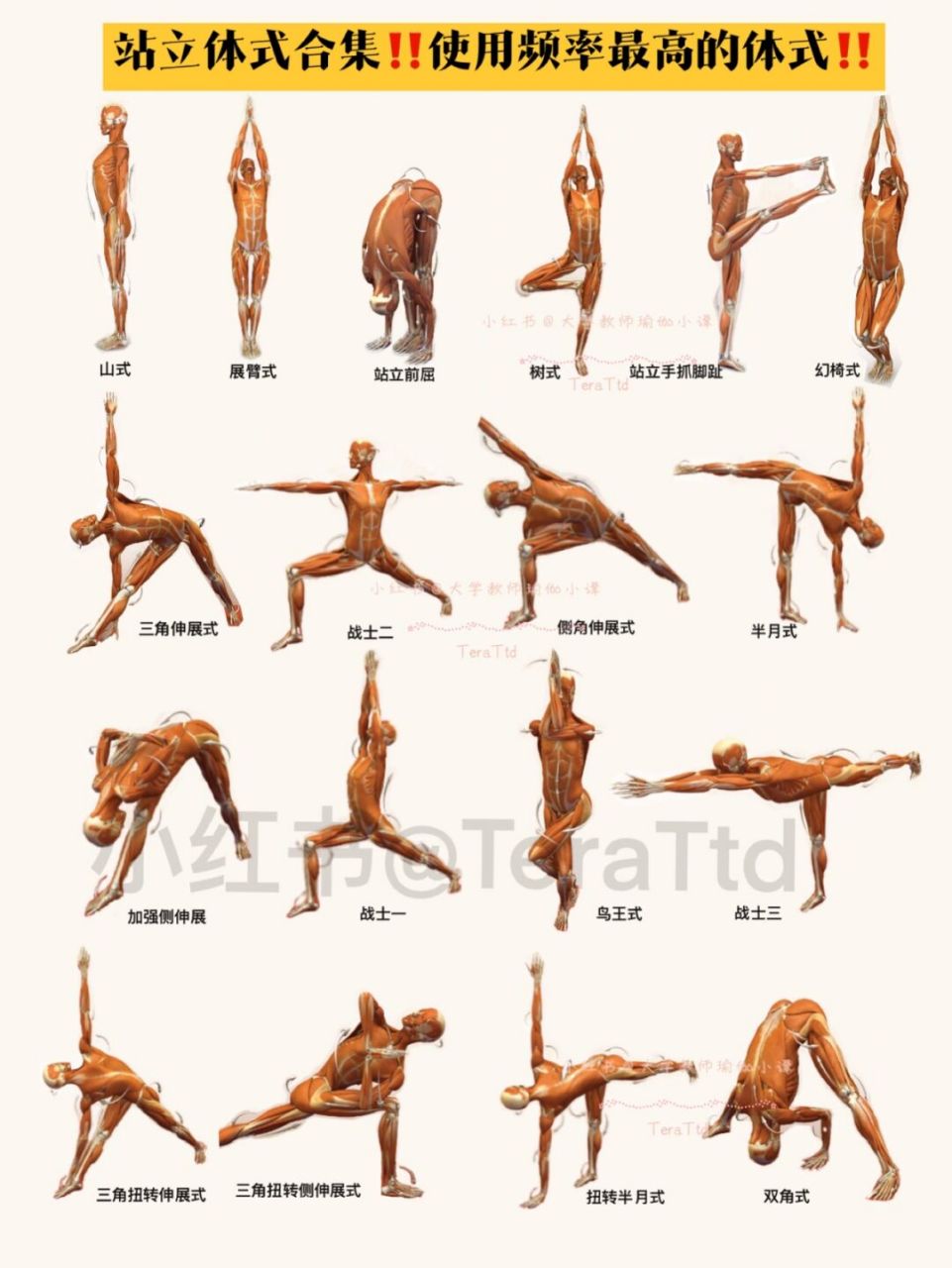 瑜伽站立体式合集97瑜伽排课97瑜伽老师必备 99你们要的基础