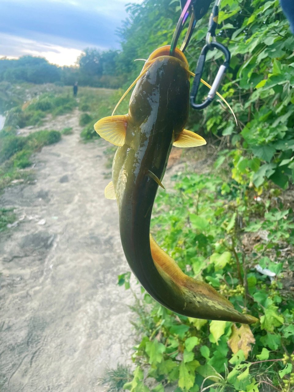 鲶鱼鱼花图片