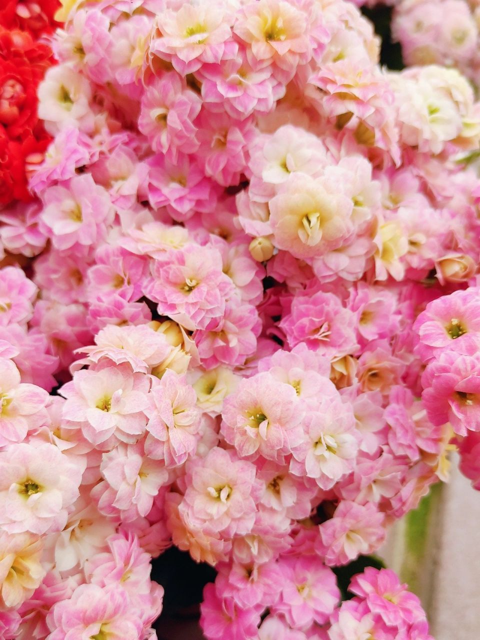 『盆花分享』重瓣长寿花 彩虹糖 彩虹糖是变色龙系列的长寿花,和水果