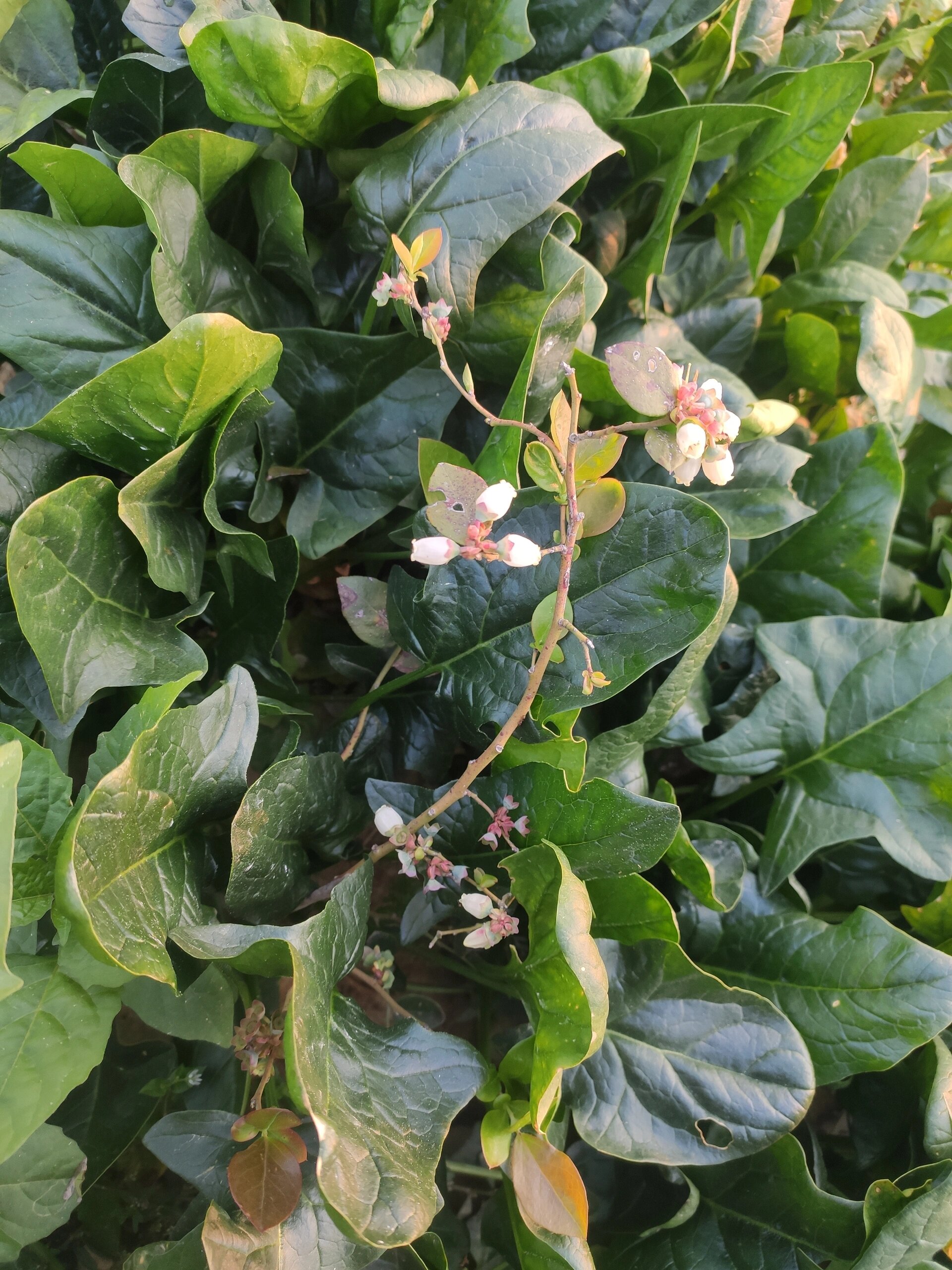 蓝莓花 开花结果枝繁叶茂