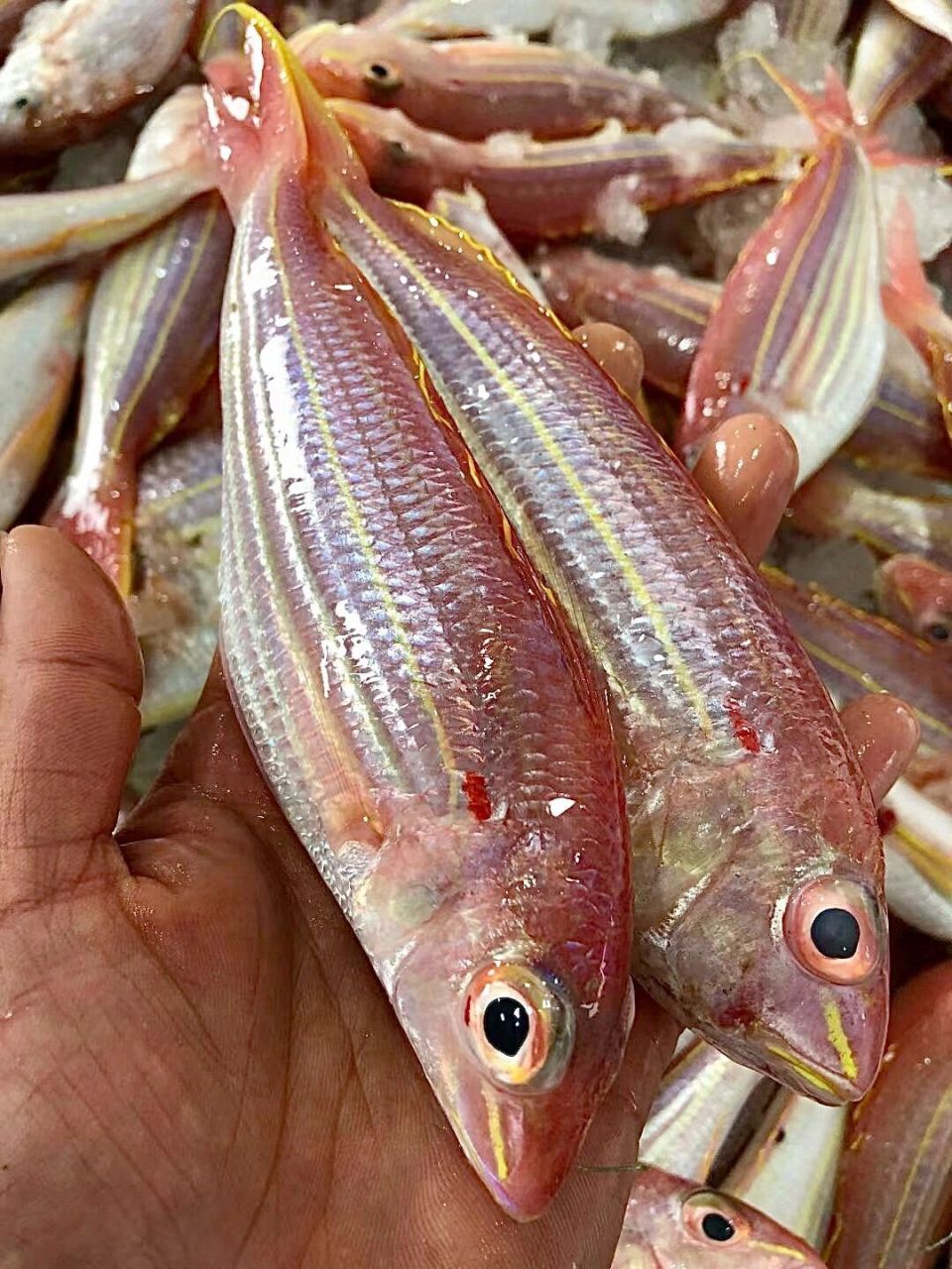 金线鱼全体呈浅红色,腹部较淡,体表两侧有6条明显的黄色纵带,这也是