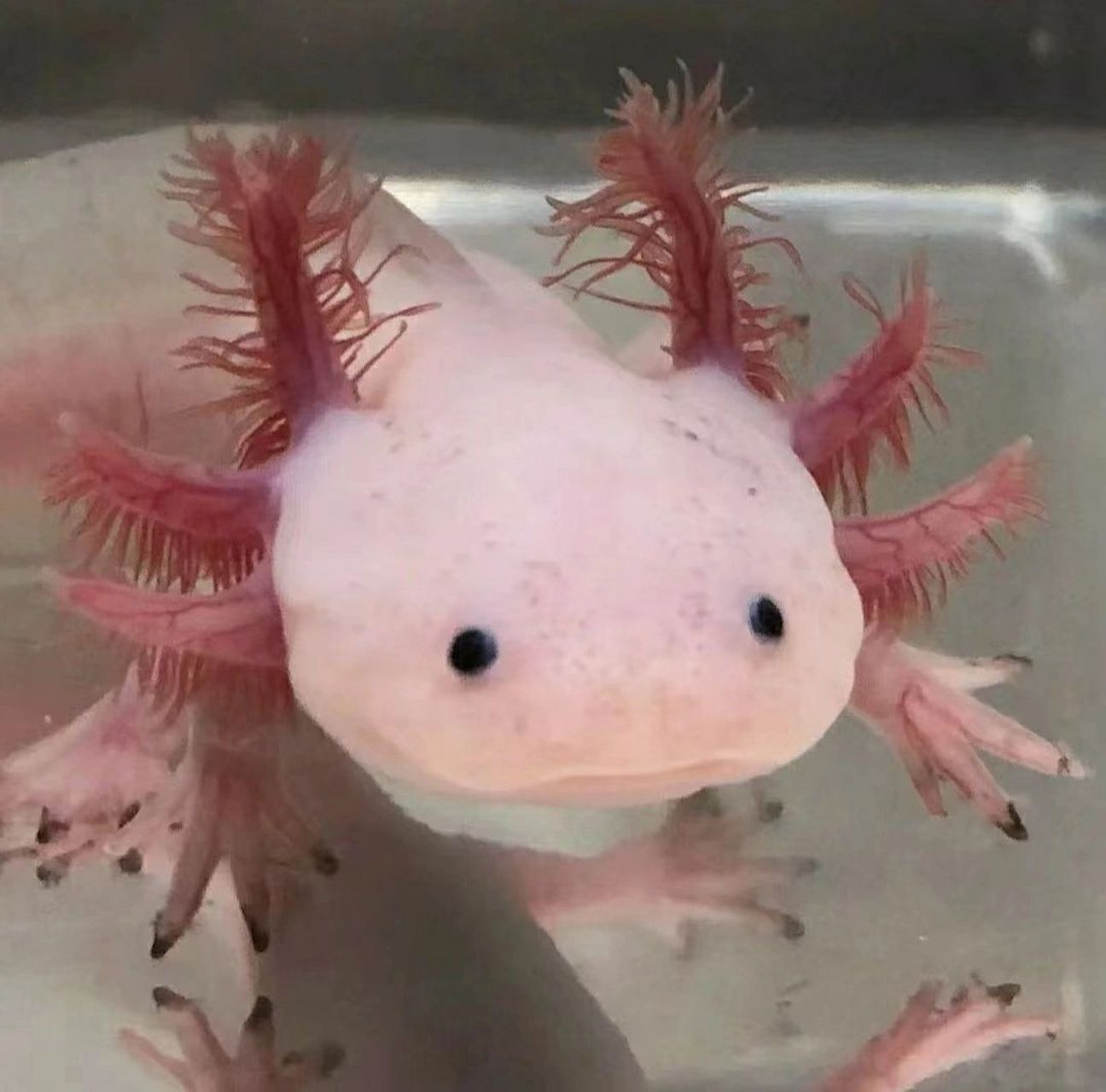 可可爱爱的六角恐龙鱼