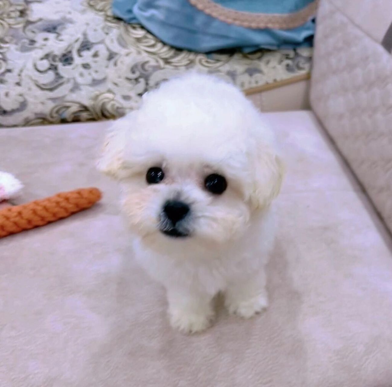 小体比熊多重 我家比熊现在四个月了2斤4两, 吃饭很能吃一天三顿不