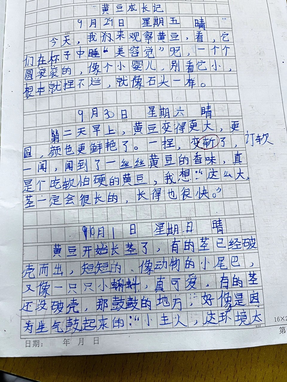 黄豆发芽的过程作文图片