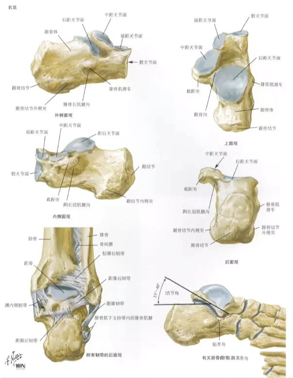 足部x线及解剖图谱 自用