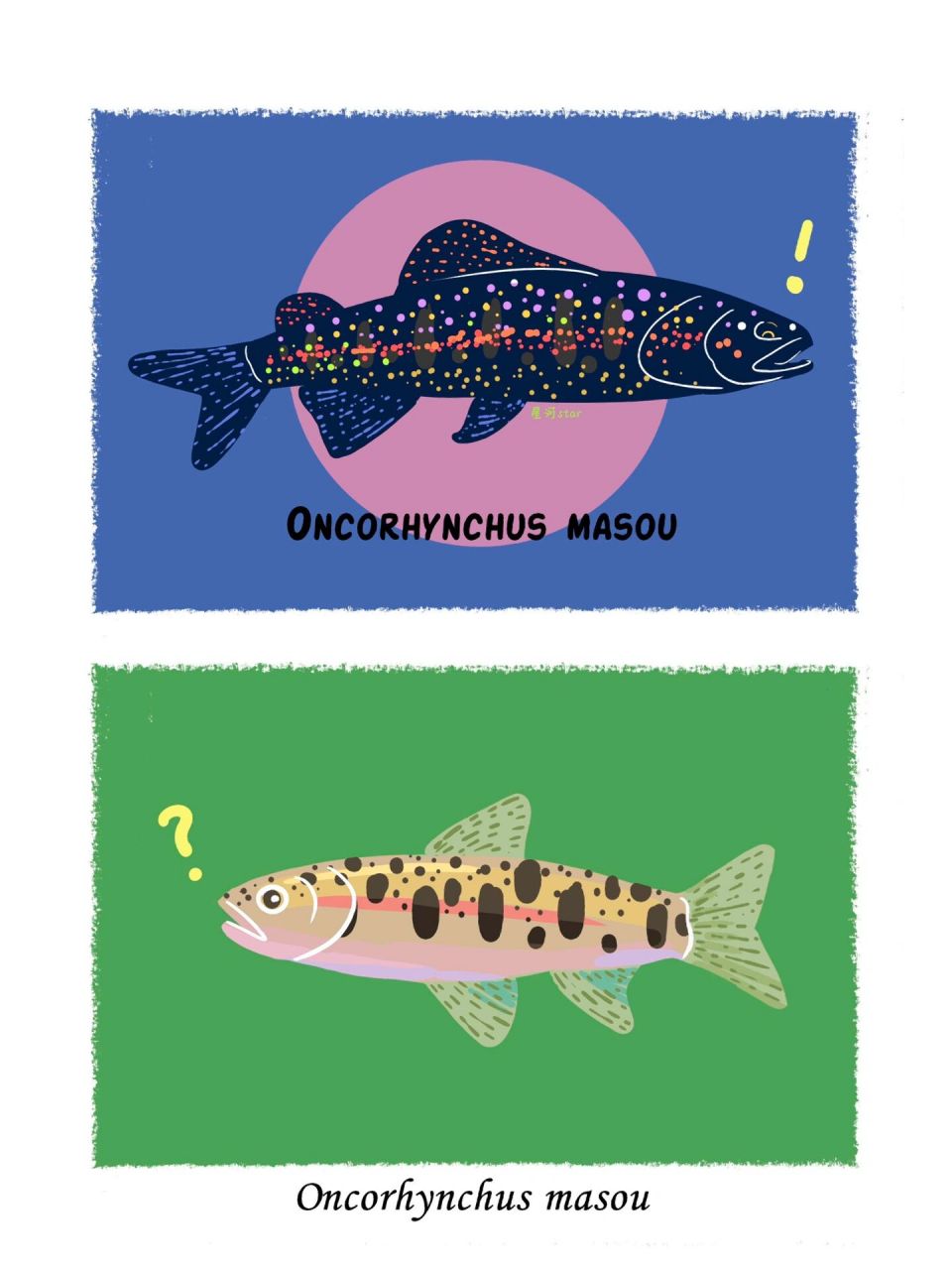 倾倒众多路亚爱好者|山女尊 🟢山女鳟属鲑科大麻哈鱼属,和现在的虹