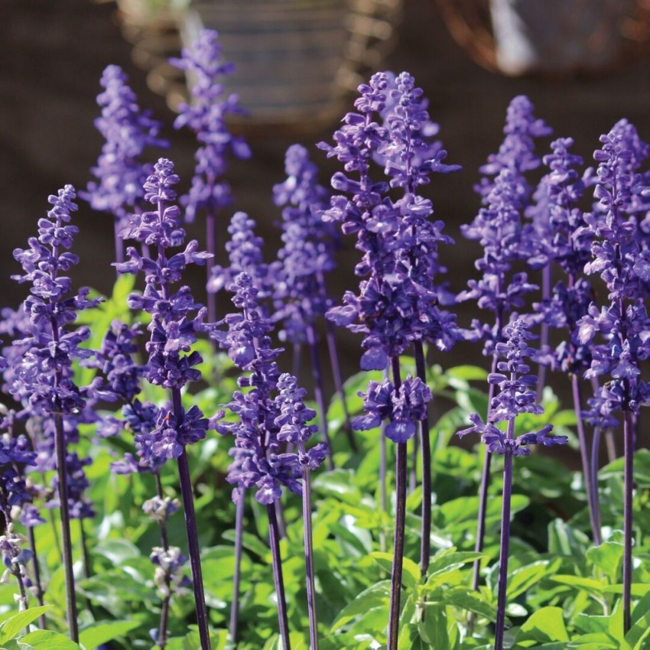 花期超长萨丽芳鼠尾草 萨丽芳鼠尾草是一款搭配小能手,无论是粉色