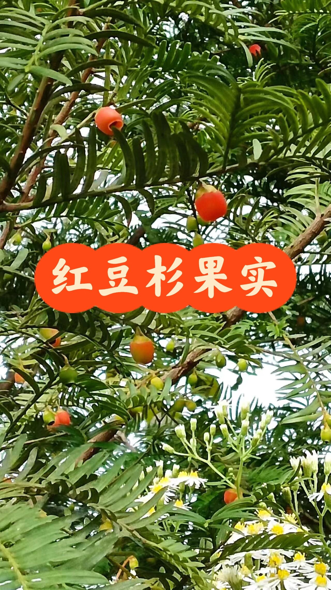 南方红豆杉果实 红豆杉果实,一直到11月都是红豆杉的结果期 红豆杉