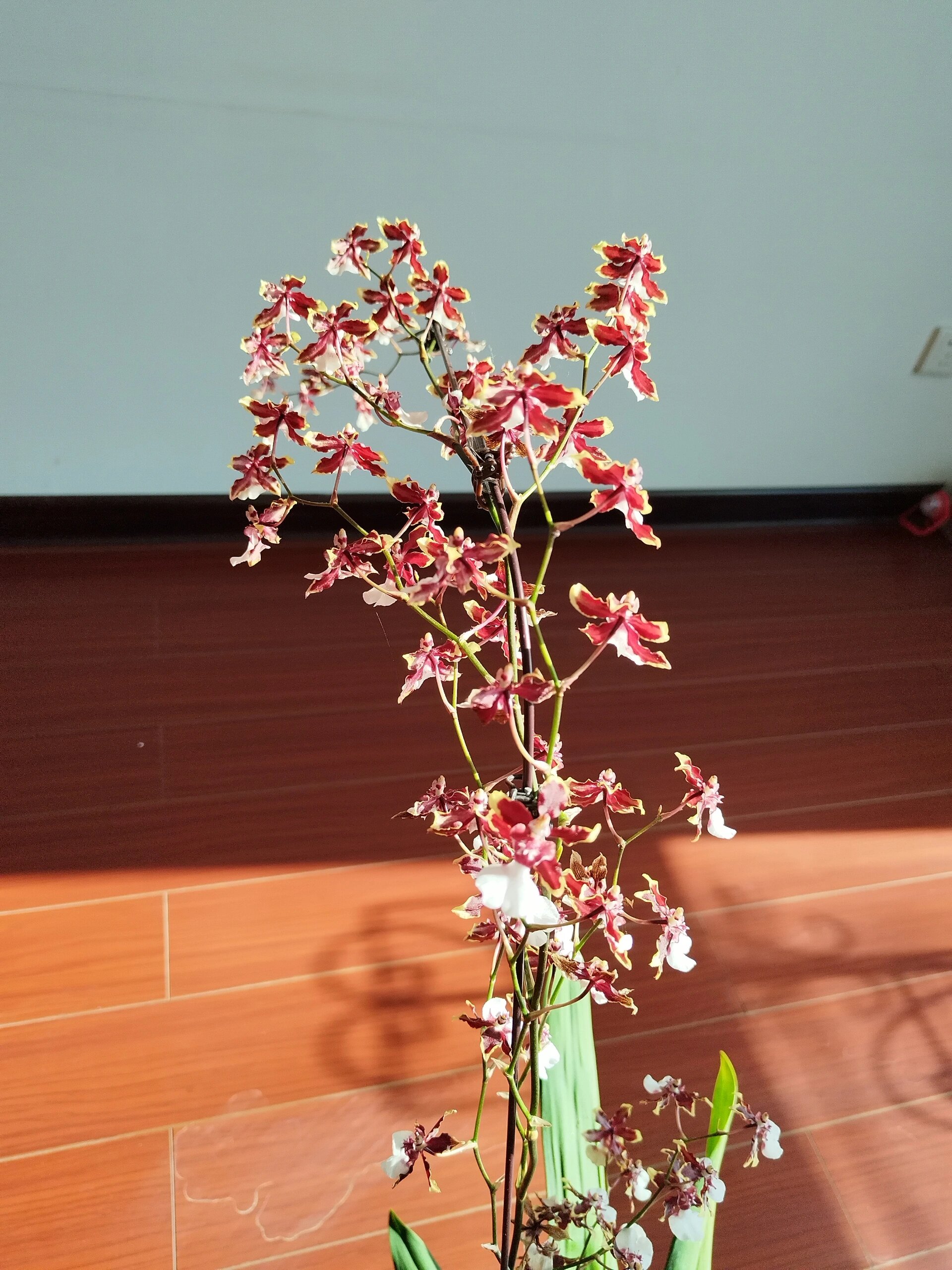 巧克力文心兰(有巧克力的香味,很好闻)