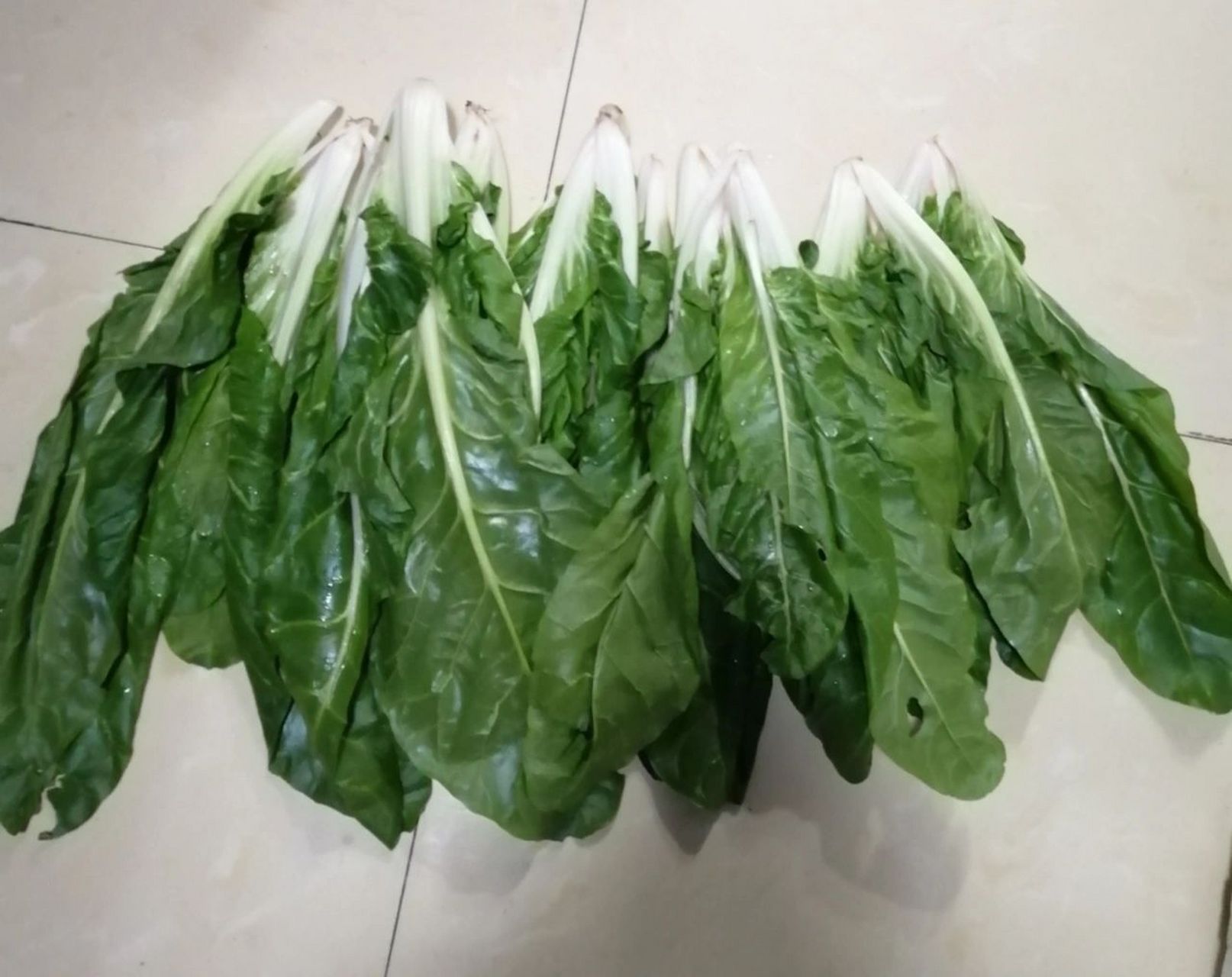 豆腐菜(猪婆菜) 刚才走路回家,到五小附近一个生鲜店,发现摆在门口卖