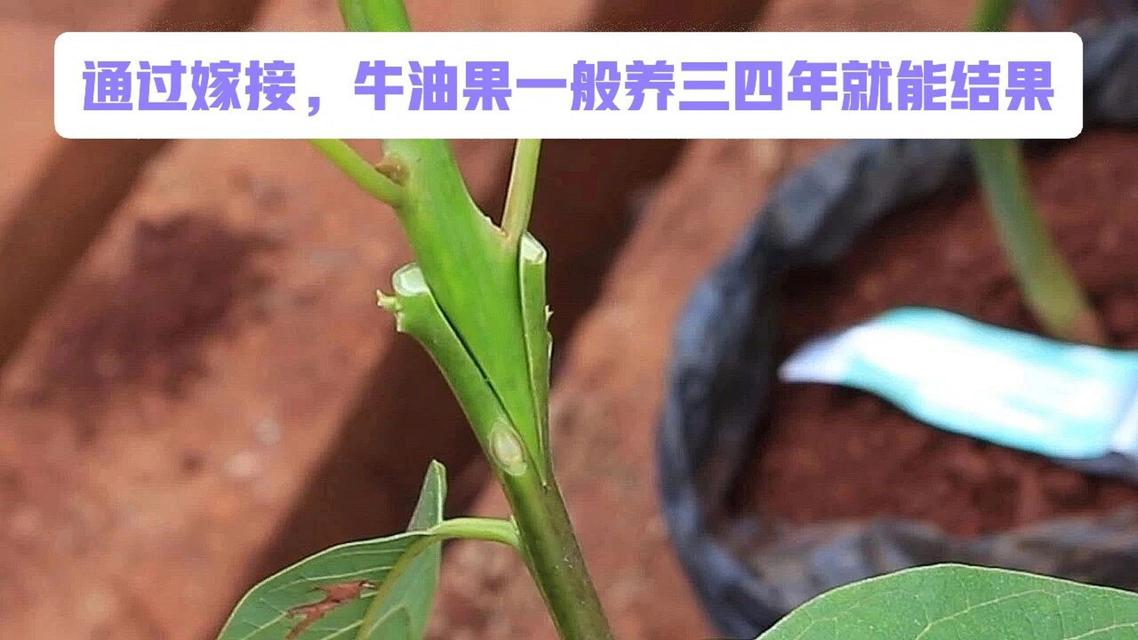 通过嫁接,牛油果一般养三四年就能结果 03如果是用播种的方法来繁殖