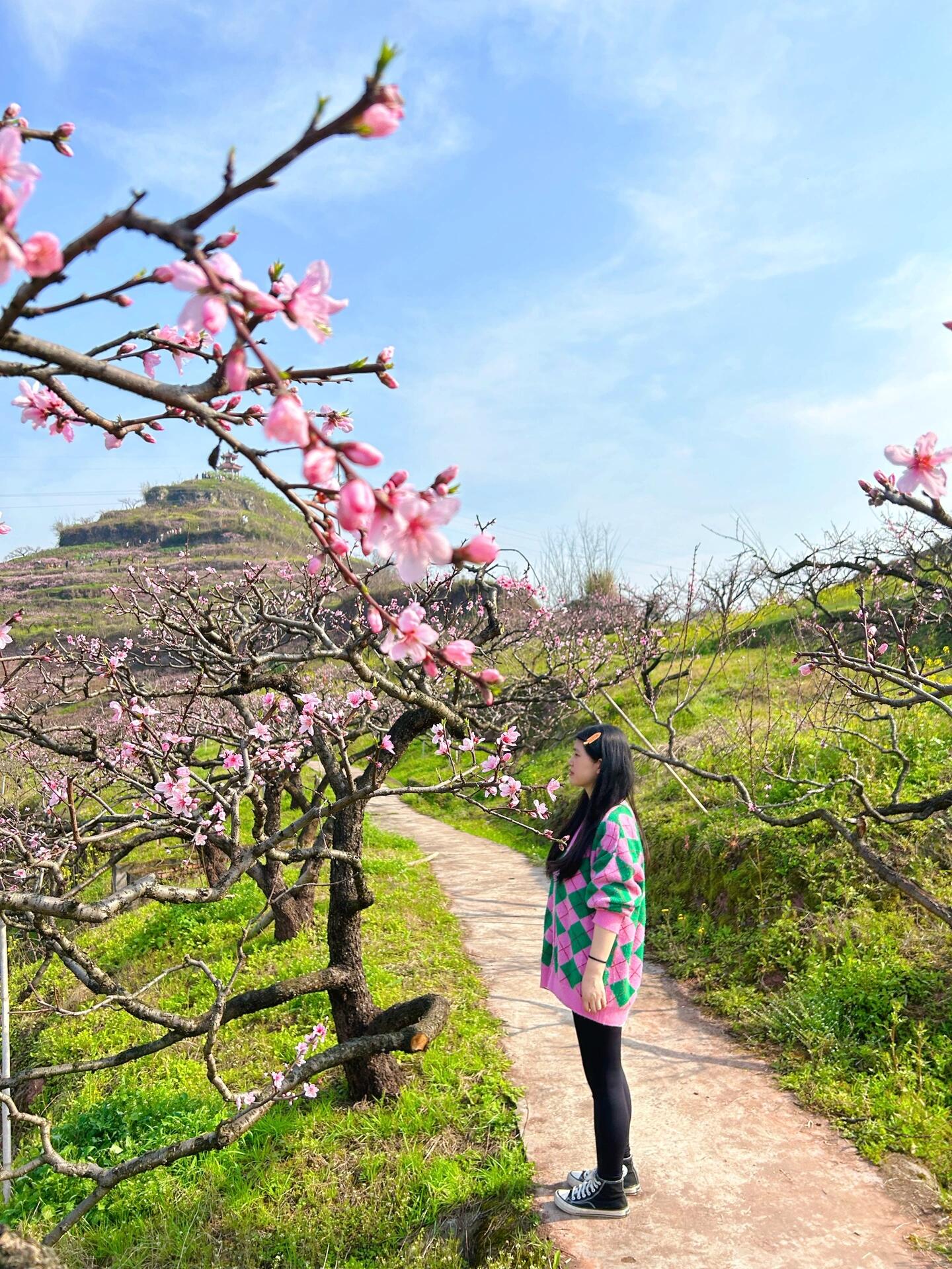 合川太和镇桃花山图片