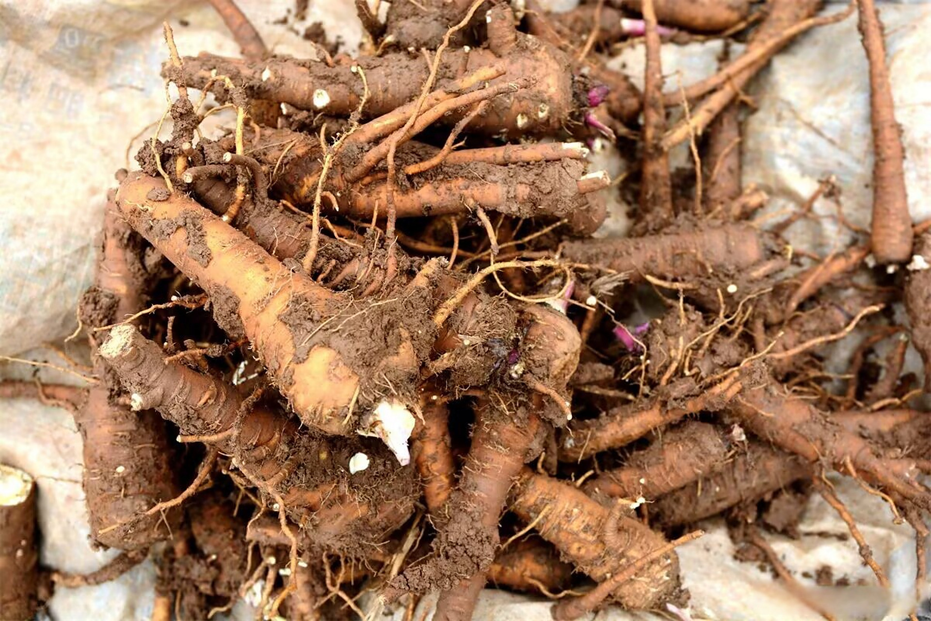 (乡村振兴)安徽亳州谯城区华佗镇:中药材种植成乡村振兴"顶梁柱" 近日