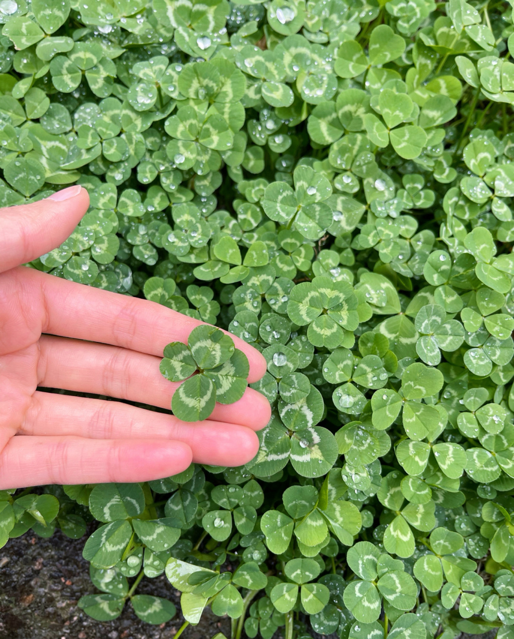 四叶草🍀幸运草,来沾沾好运 不知道什么时候起,经过草地时总喜欢蹲