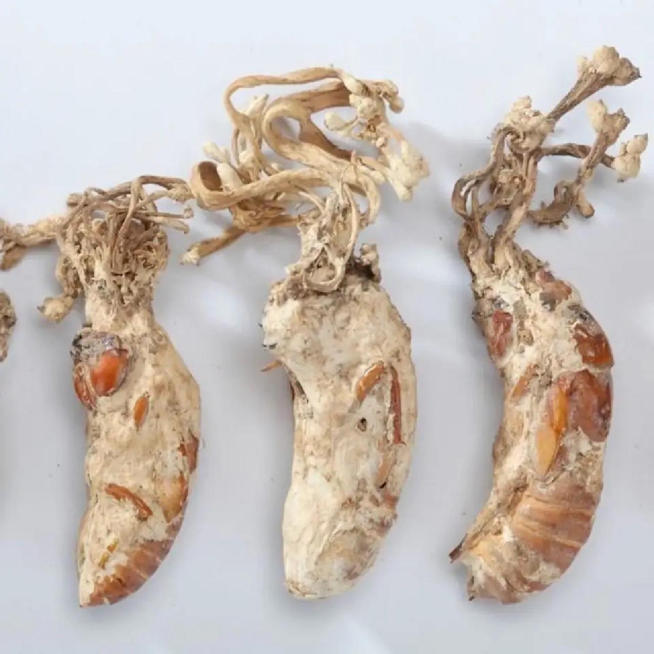 神奇的药用菌——蝉花 蝉花也叫蝉花虫草,金蝉花,是寄生在蝉上的一种