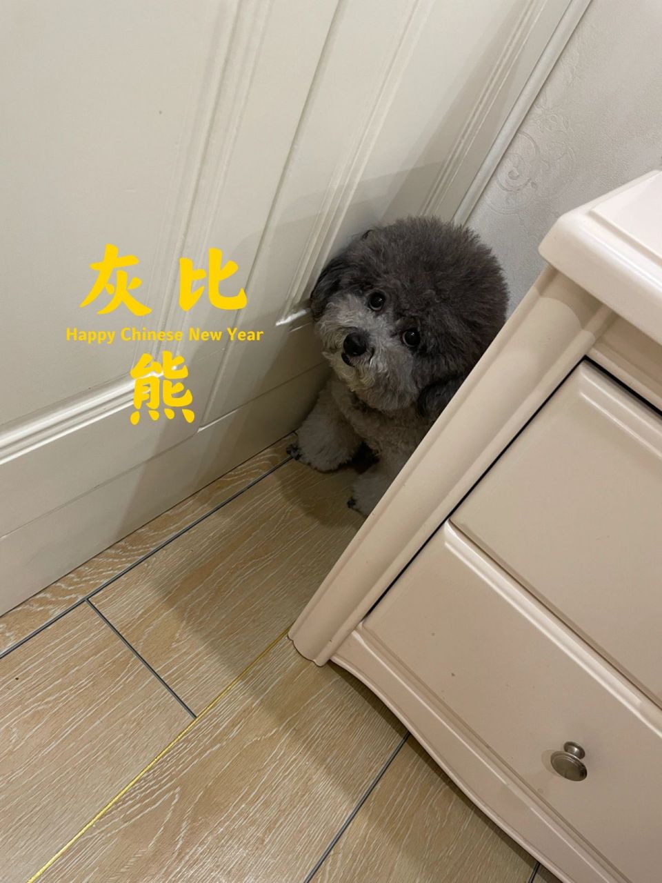 灰色比熊 小短腿大头 这毛量 越来越像比熊