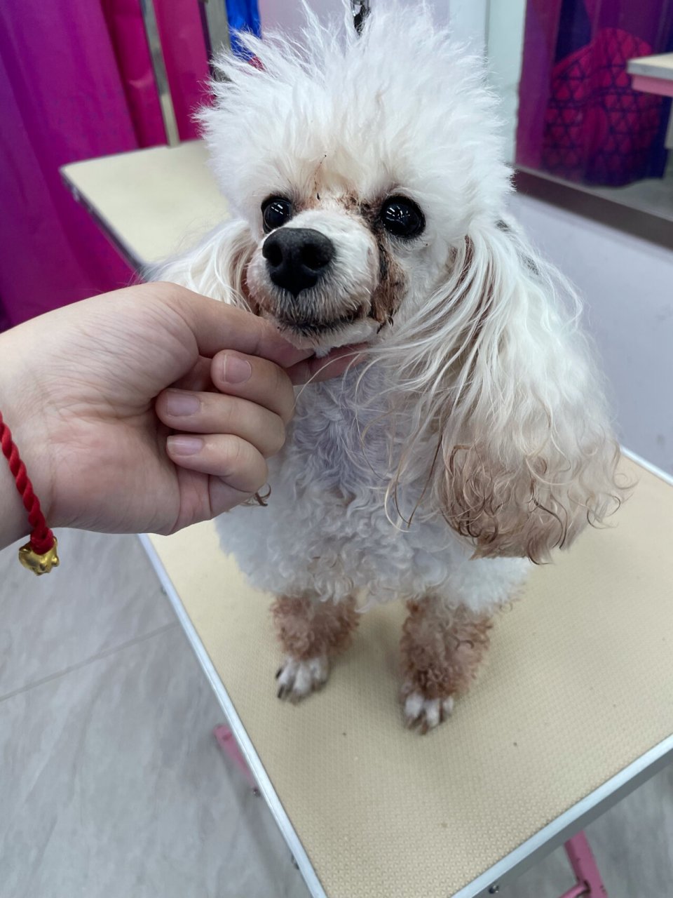 贵宾狗狗造型 | 小众气质拉姆装造型 简直是只落难公主7215泪痕